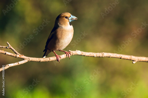 Close up of Wild bird Hawfinch © Aitor