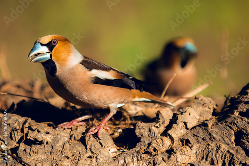 Wild bird Hawfinch (Coccothraustes Coccothraustes) eating sunflower seeds on the ground
