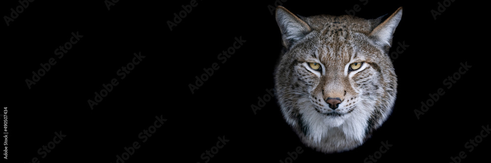 Template of a lynx with a black background Template of a lynx with a black background