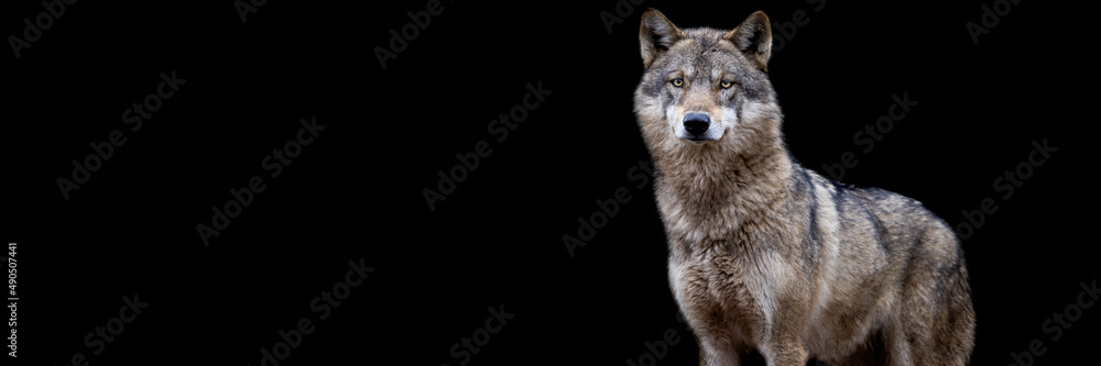 Template of a grey wolf with a black background