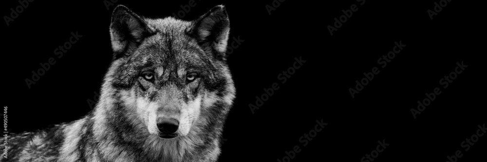 Template of a grey wolf with a black background
