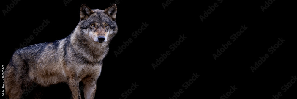 Template of a grey wolf with a black background