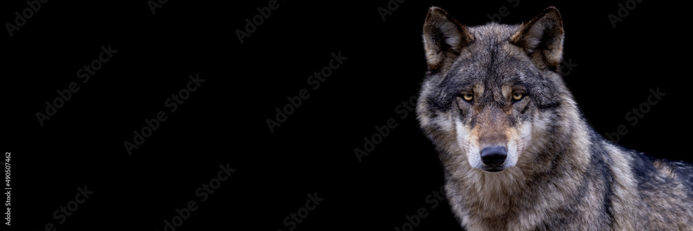 Template of a grey wolf with a black background