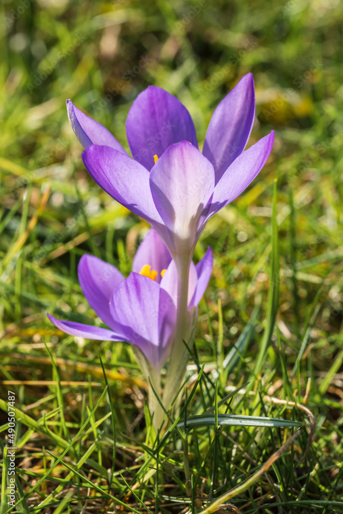 Close-up of purple flowering crocuses in front of a green lawn 