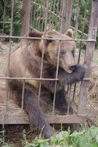 Kamchatka bear in a cage