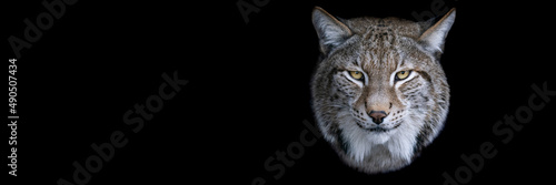 Obraz na płótnie Template of a lynx with a black background w salonie