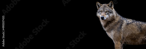 Template of a grey wolf with a black background