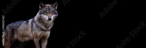 Obraz na płótnie Template of a grey wolf with a black background w salonie
