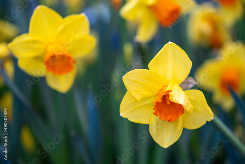 Fototapeta Naklejka Na Ścianę i Meble -  Close up of yellow flowering daffodils against a blurred green background