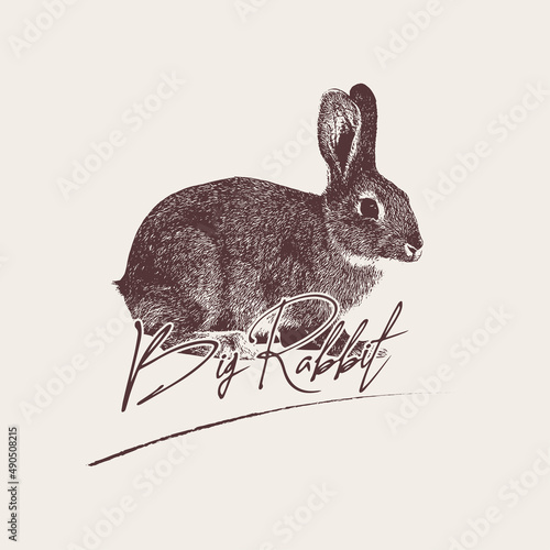 rabbit Vector antique engraving drawing illustration on white board
