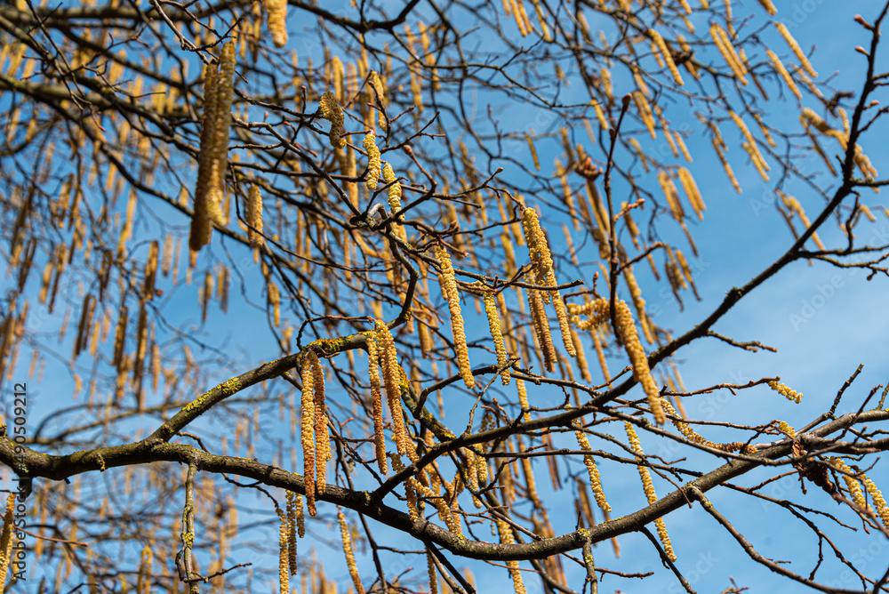 Corylus colurna, the Turkish hazel tree blooming outdoor in garden Corylus colurna, the Turkish hazel tree blooming outdoor in garden