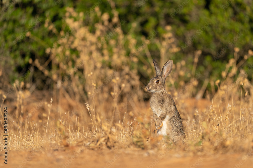 A wild common rabbit in its natural environment in the south of Spain A wild common rabbit in its natural environment in the south of Spain