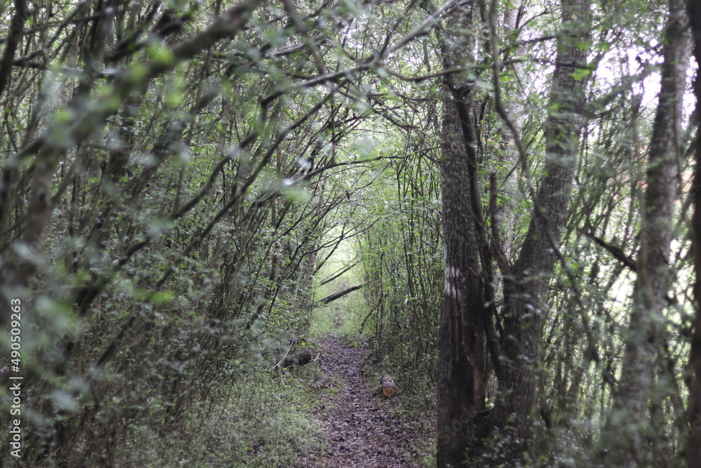 Obraz premium Wooded tunnel