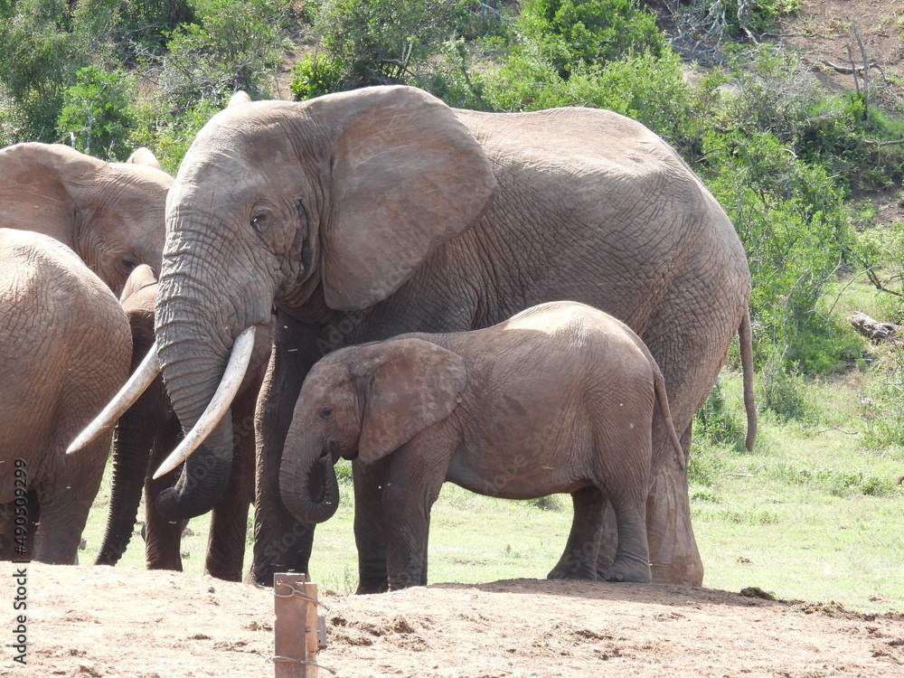 garden route game reserve