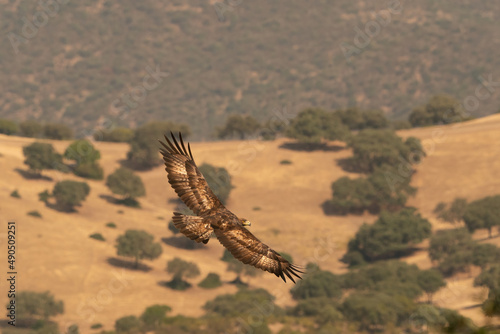 Photography A wild golden eagle flying in the mountains of Spain.