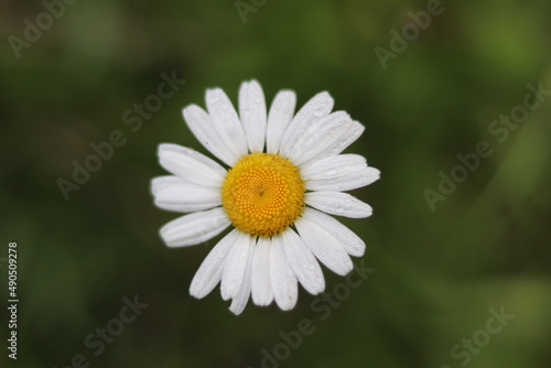 White Flower