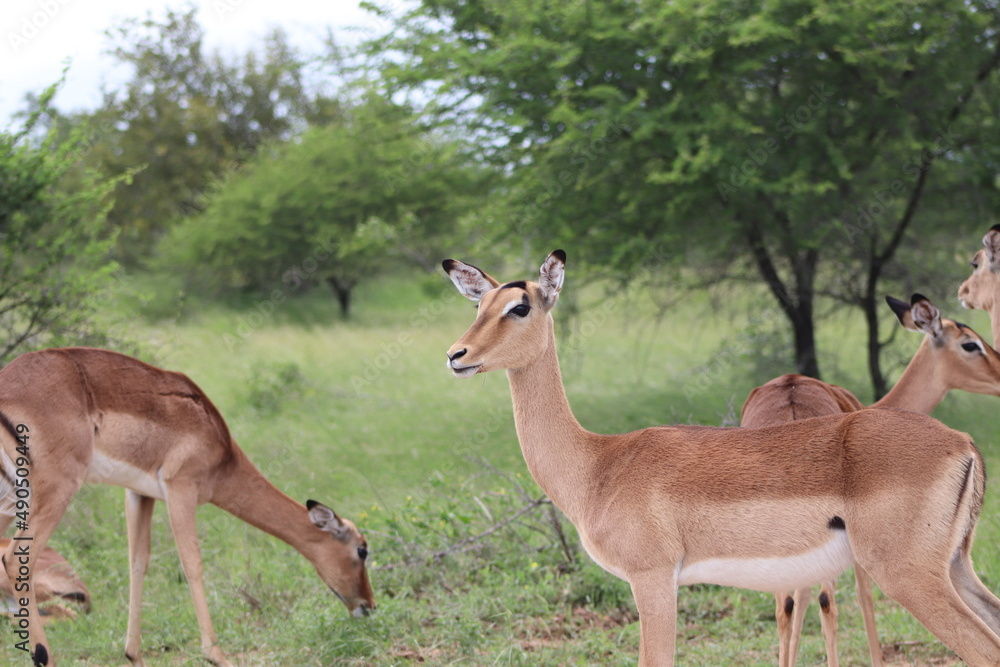 Impala Buck, Kruger National Park, South Africa Impala Buck, Kruger National Park, South Africa
