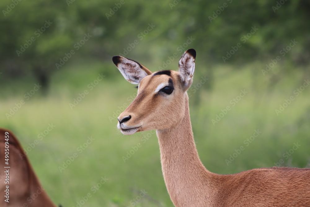 Impala Buck, Kruger National Park, South Africa Impala Buck, Kruger National Park, South Africa