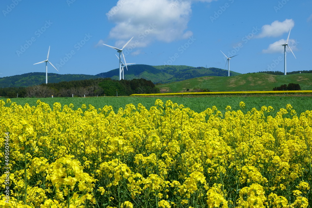 横浜町の菜の花畑 横浜 青森 日本 5月中旬 Stock Photo Adobe Stock