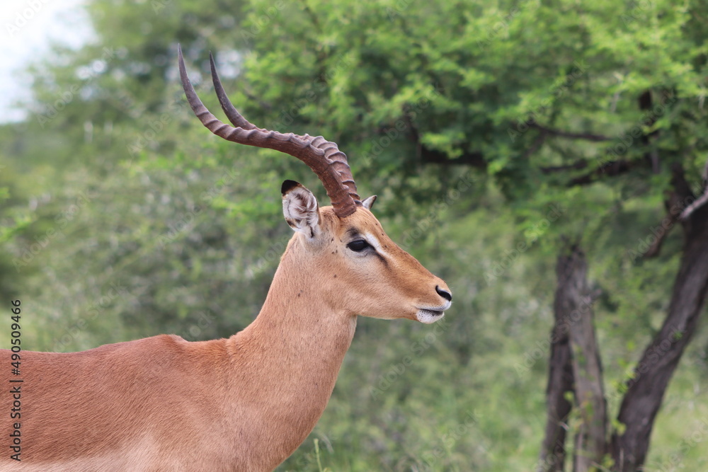 Naklejka premium Impala Buck, Kruger National Park, South Africa