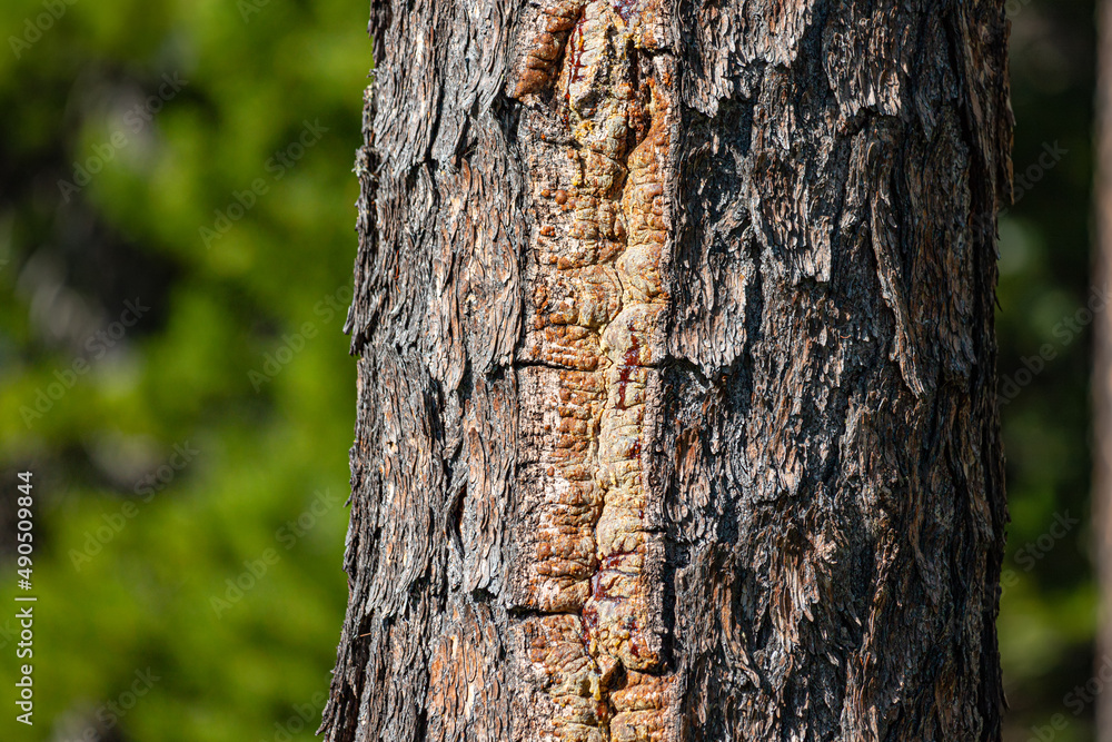 Pine tree trunk close-up. Ecology and forestry concept Pine tree trunk close-up. Ecology and forestry concept