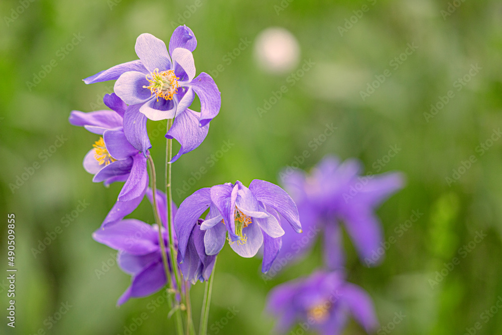 Aquilegia - the herbaceous plant blooms on flood river meadows in the Altai mountains