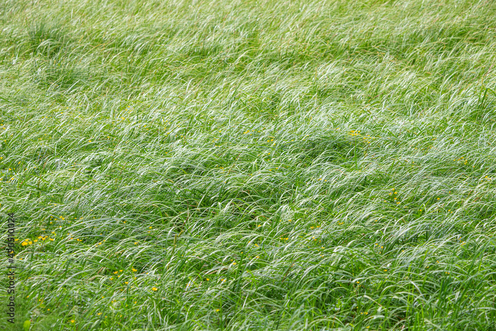 A clearing with juicy green grass in a meadow A clearing with juicy green grass in a meadow