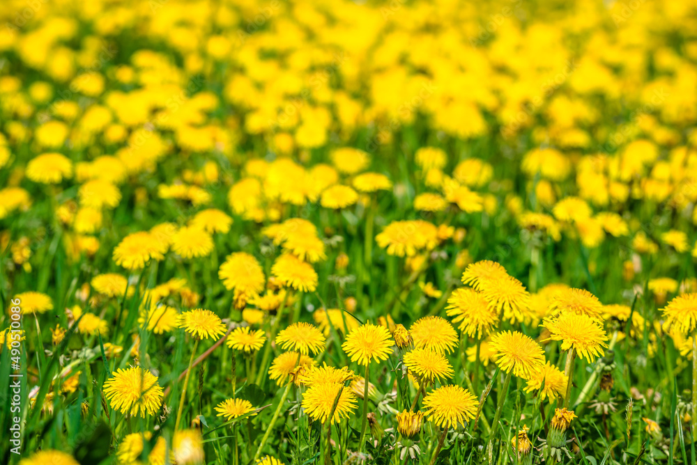 Obraz premium Field of yellow dandelion flowers. Spring natural background.