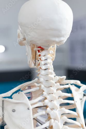Closeup of backbone of an human body skeleton standing in empty hospital office with nobody in it during medical consultation. Examination room equipped with professional instrument. Back shot