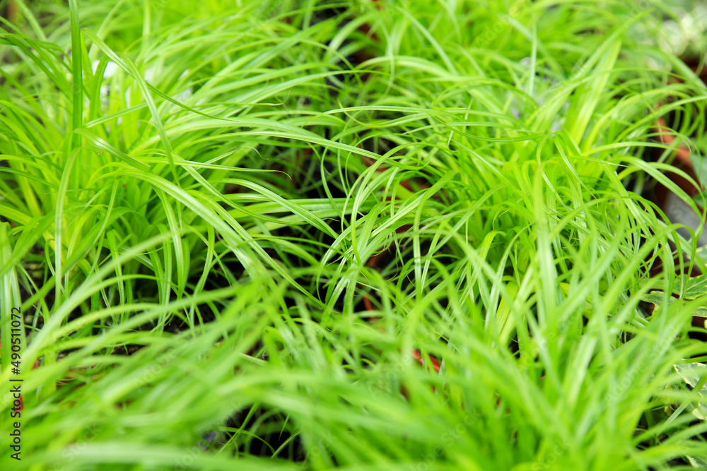 Cyperus Zamula plants in the garden Cyperus Zamula plants in the garden