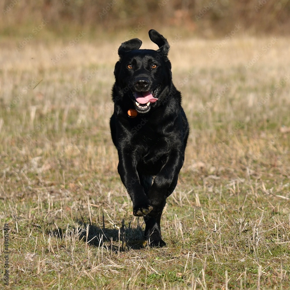 Beautiful black, shiny-haired Labrador dog in early morning light, quickly running through nature looking at the lens.