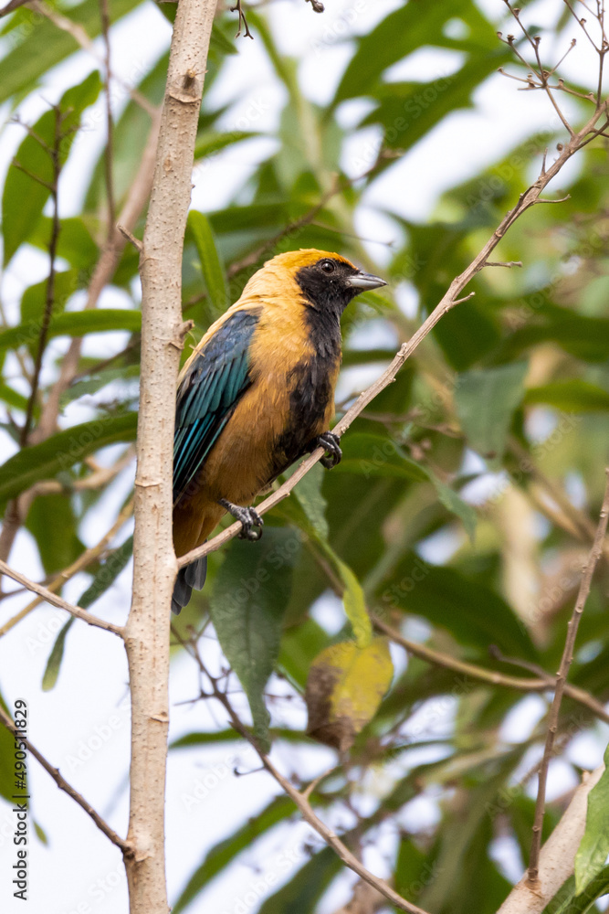 Bird from Brazil. The Burnished-buff Tanager also know as Saira perched on a branch. Species Tangara cayana also known as Saira-amarela. Birdwatching. Birding. Bird from Brazil. The Burnished-buff Tanager also know as Saira perched on a branch. Species Tangara cayana also known as Saira-amarela. Birdwatching. Birding.
