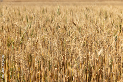 Dry yellow wheat in the field ready for harvest.