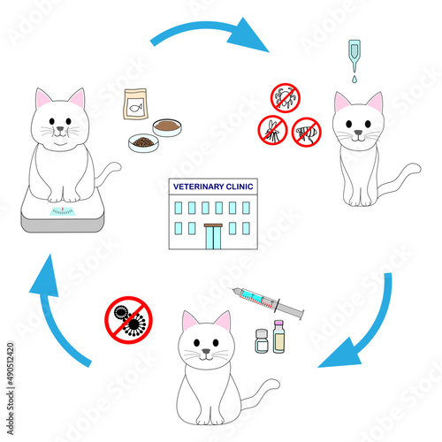 The cycle of white cat from skinny sick to an overweight cat