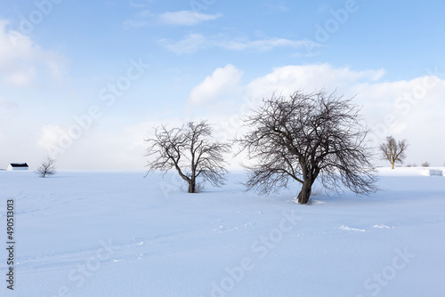Bare trees and small shed in pristine snowy field against light white clouds and blue sky seen during a winter afternoon, Quebec City, Quebec, Canada © Anne Richard