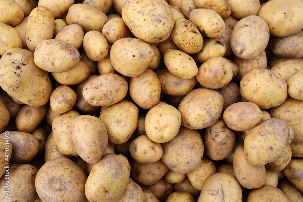 potato background in the market potato background in the market