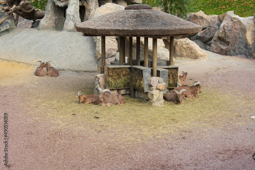 Mountain goats in Kharkiv Zoo, Ukraine. The photo was taken on October 12, 2021 at the Kharkiv Zoo, Sumska St., 35 Kharkiv, Ukraine.