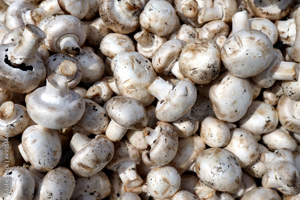 There are a lot of cultivated mushrooms. close-up look at these white mushrooms. There are a lot of cultivated mushrooms. close-up look at these white mushrooms.