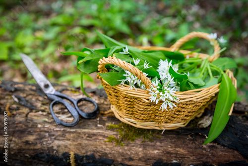 Picking Wild Garlic  allium ursinum  in woodland. Harvesting Ramson leaves herb into basket