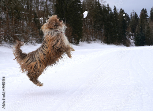flying dog in snow