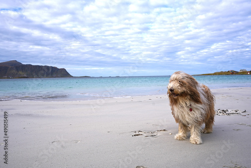 dog on the beach