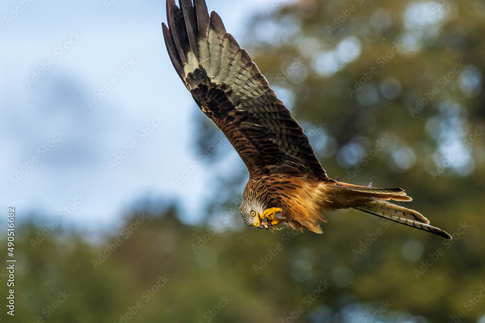 Fototapeta premium Red Kite (Milvus milvus)
