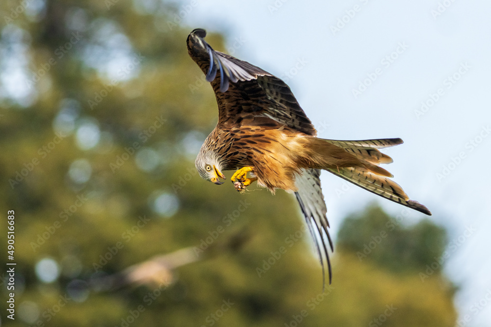 Fototapeta premium Red Kite (Milvus milvus)