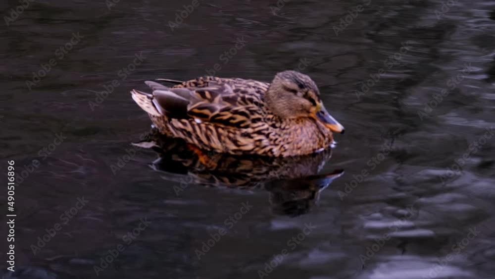 mallard, wild duck, Anas platyrhynchos, beautiful waterfowl with webbed feet swims in lake, pond, river of a city park, migration of feathered duck family, protection wildlife, do not feed animals mallard, wild duck, Anas platyrhynchos, beautiful waterfowl with webbed feet swims in lake, pond, river of a city park, migration of feathered duck family, protection wildlife, do not feed animals