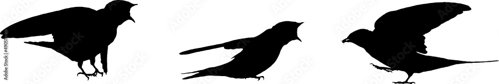 Hirondelle rustique, oiseau en silhouette jeune au printemps. Noir sur fond transparent Hirondelle rustique, oiseau en silhouette jeune au printemps. Noir sur fond transparent