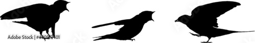 Hirondelle rustique, oiseau en silhouette jeune au printemps. Noir sur fond transparent 