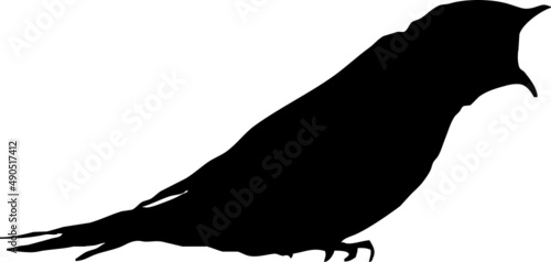 Hirondelle rustique, oiseau en silhouette jeune au printemps. Noir sur fond transparent 