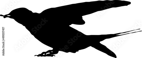 Hirondelle rustique, oiseau en silhouette jeune au printemps. Noir sur fond transparent 