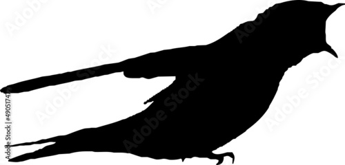 Hirondelle rustique, oiseau en silhouette jeune au printemps. Noir sur fond transparent 