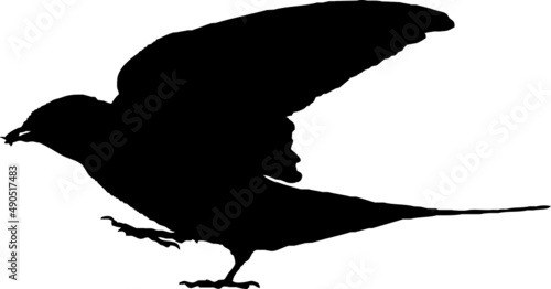Hirondelle rustique, oiseau en silhouette jeune au printemps. Noir sur fond transparent 